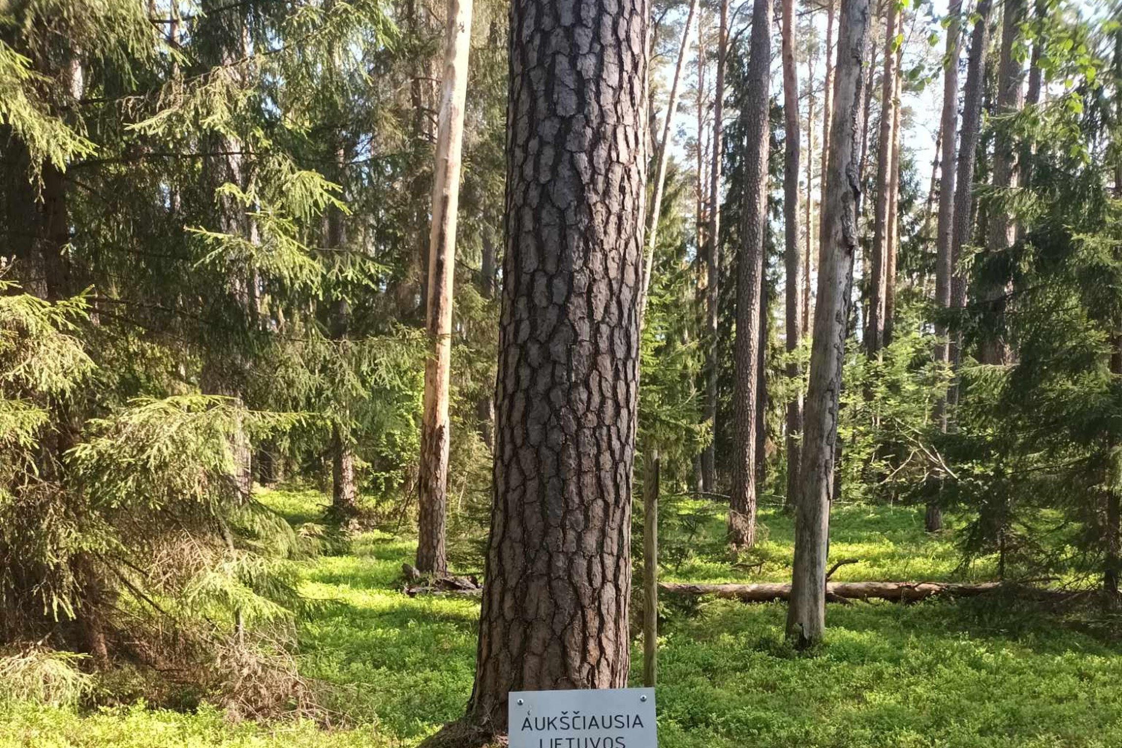 Iliustracija