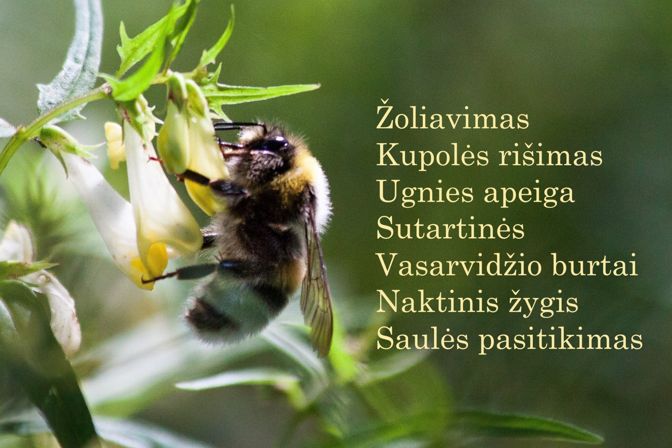 Iliustracija