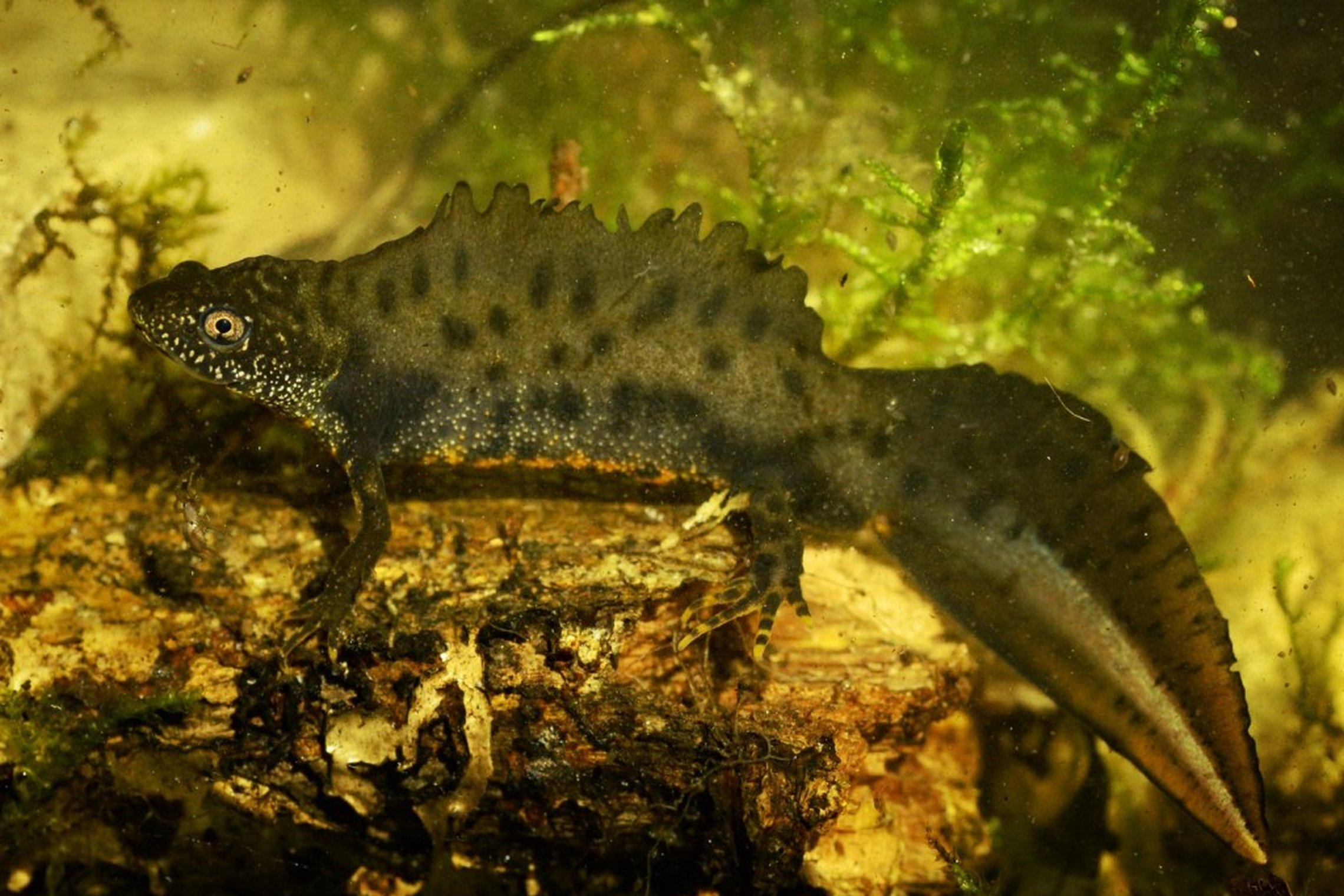 Iliustracija