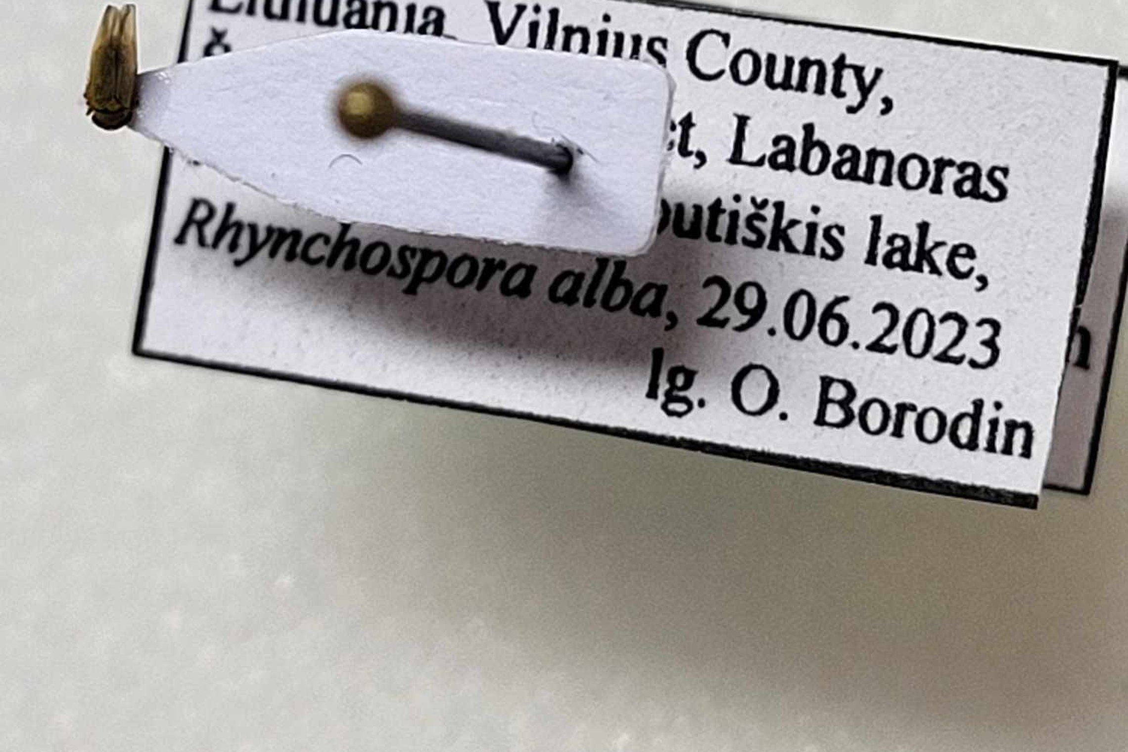 Iliustracija