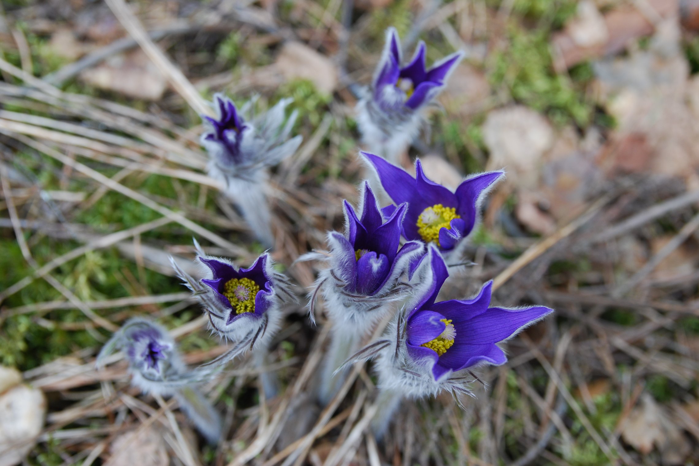 Iliustracija