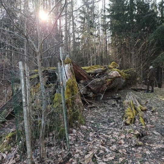Iliustracija