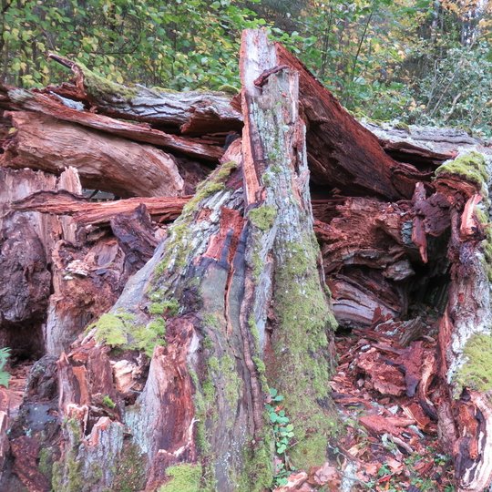 Iliustracija