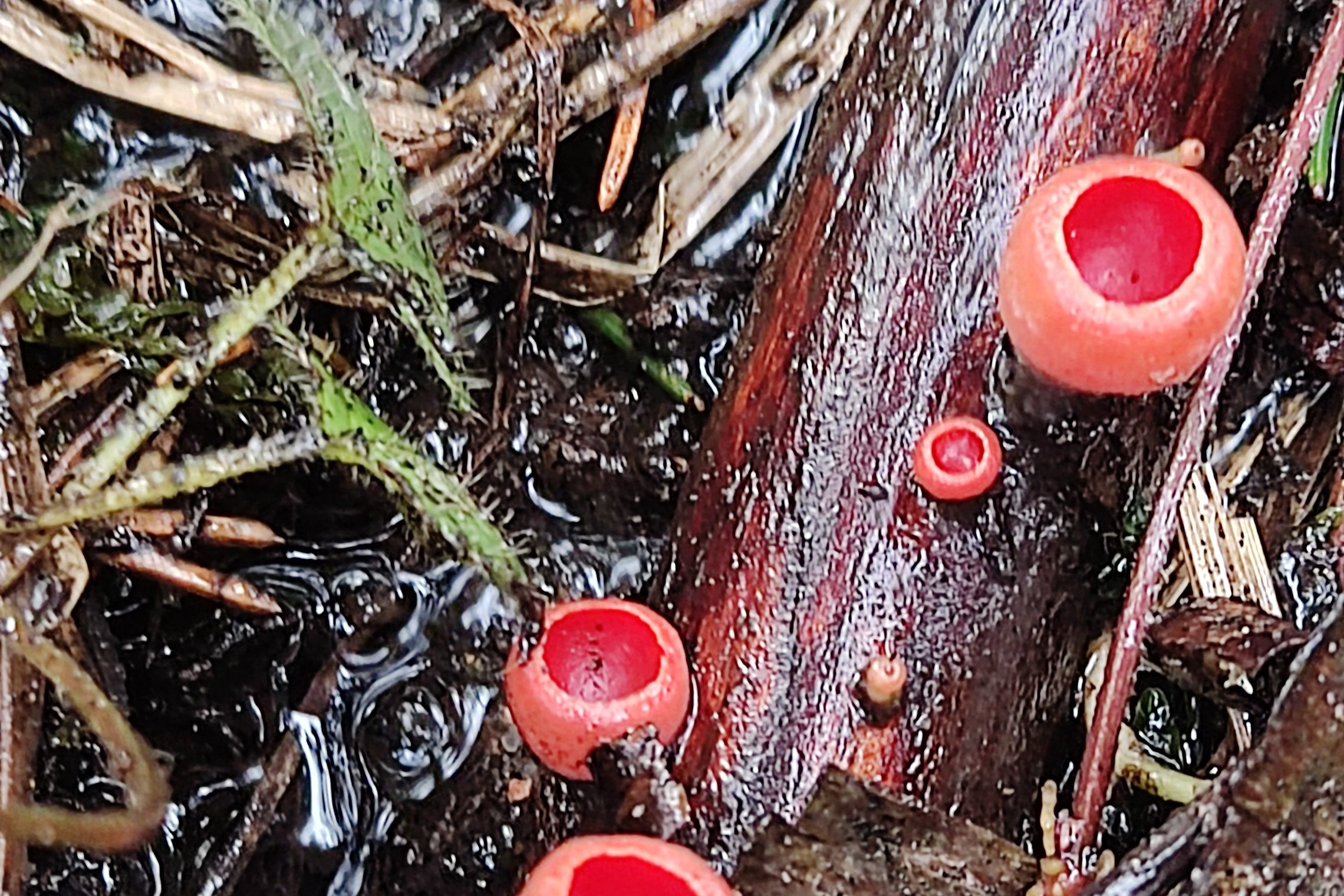 Iliustracija
