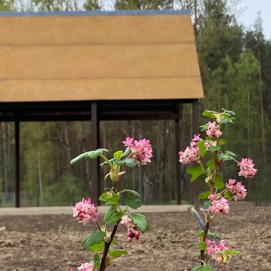 Iliustracija