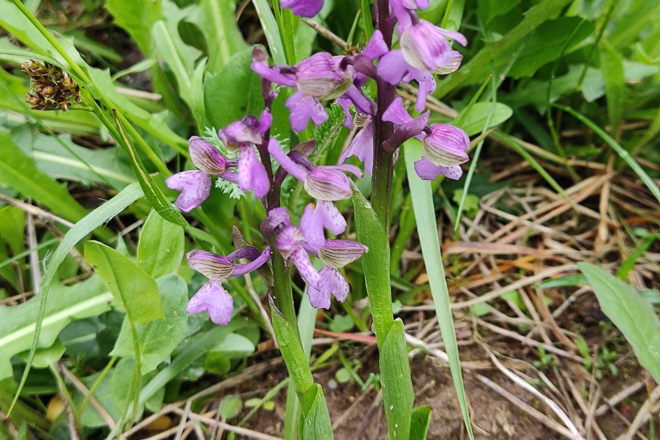 Iliustracija